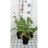 GRDplanten 6 x Persicaria ampl. 'Pinkfield' - Kerzenknöterich - Topf 9 x 9 cm