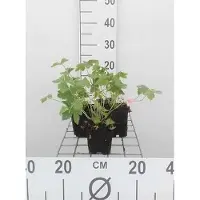 GRDplanten 6 x Geranium endr. 'Wargrave Pink' - Storchenschnabel- Topf 9 x 9 cm
