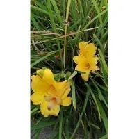 GRDplanten 6 x Hemerocallis hybr. 'Double River Wye' - taglilie - Topf 9 x 9 cm