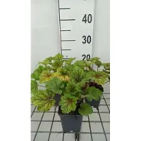 GRDplanten 6 x Heuchera hybr. 'Electra' - Purpurglöckchen - Topf 9 x 9 cm
