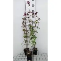 GRDplanten 6 x Monarda fist. 'Menthifolia' - Indianernessel - Topf 9 x 9 cm
