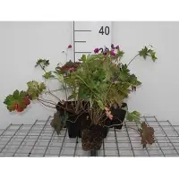 GRDplanten 6 x Geranium hybr. 'Anne Thomson' - Storchenschnabel- Topf 9 x 9 cm