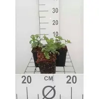 GRDplanten 6 x Astrantia major 'Lars' - Sterndolde - Topf 9 x 9 cm