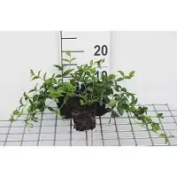 GRDplanten 12 x Vinca minor - Kleine Immergrün - Topf 9 cm x 9 cm