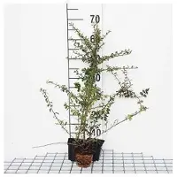 GRDplanten 12 x Cotoneaster radicans 'Eichholz' - Kriech-Zwergmispel 'Eichholz - Topf 9 cm x 9 cm