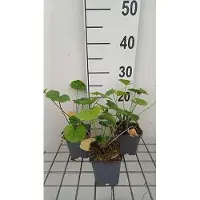 GRDplanten 6 x Malva sylvestris - Malve - Topf 9 x 9 cm