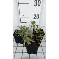 GRDplanten 6 x Lysimachia ephemerum - Pfennigkraut - Topf 9 x 9 cm