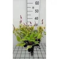 GRDplanten 6 x Persicaria ampl. 'Golden Arrow' - Kerzenknöterich - Topf 9 x 9 cm