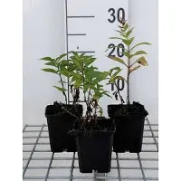 GRDplanten 6 x Phlox (p) 'Orange Perfection' - Flammenblume - Topf 9 x 9 cm