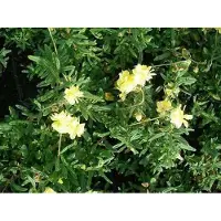 GRDplanten 6 x Helianthemum hybr. 'Sulph. Plenum' - Sonnenröschen - Topf 9 x 9 cm