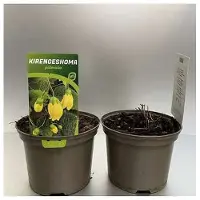 GRDplanten 6 x Kirengeshoma palmata - Japanische Wachsglocke - Topf 9 x 9 cm