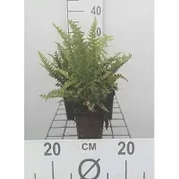GRDplanten 6 x Dryopteris aff. 'Pinderi' - Goldschuppen Farn Pinderi - Topf 9 x 9 cm
