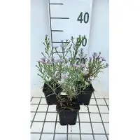 GRDplanten 6 x Aster eric. 'Blue Wonder' - Herbstaster - Topf 9 x 9 cm