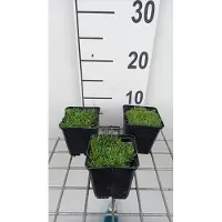 GRDplanten 6 x Delosperma congestum 'Album' - Winterharte - Topf 9 x 9 cm