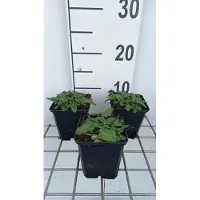 GRDplanten 6 x Stachys off. 'Ukkie' - Ziest - Topf 9 x 9 cm