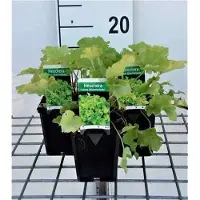 GRDplanten 6 x Heuchera hybr. 'Lime Marmalade' - Purpurglöckchen - Topf 9 x 9 cm