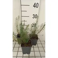 GRDplanten 6 x Linum perenne 'Saphir' - Linum - Topf 9 x 9 cm