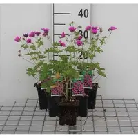 GRDplanten 6 x Geranium psilostemon - Storchenschnabel- Topf 9 x 9 cm