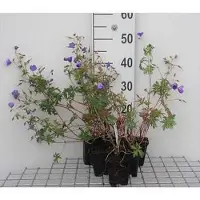GRDplanten 6 x Geranium hybr. 'Brookside' - Storchenschnabel - Topf 9 x 9 cm