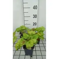 GRDplanten 6 x Heuchera hybr. 'Tiramisu' - Purpurglöckchen - Topf 9 x 9 cm