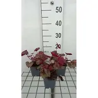 GRDplanten 6 x Heuchera hybr. 'Georgia Peach' - Purpurglöckchen - Topf 9 x 9 cm