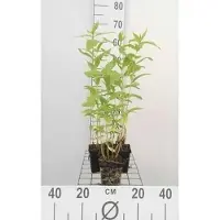 GRDplanten 6 x Phlox (p) 'White Admiral' - Flammenblume - Topf 9 x 9 cm