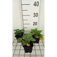 GRDplanten 6 x Hosta ventricosa - Hosta - Topf 9 x 9 cm