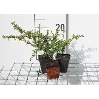 GRDplanten 12 x Cotoneaster suec. 'Skogholm' - Skogholm-Zwergmispel - Topf 9 cm x 9 cm