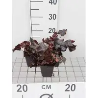 GRDplanten 6 x Heuchera hybr. 'Obsidian' - Purpurglöckchen - Topf 9 x 9 cm