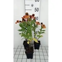 GRDplanten 6 x Helenium hybr. 'Baudirektor Linne' - Sonnenbraut - Topf 9 x 9 cm