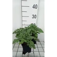 GRDplanten 6 x Tiarella hybr. 'Pink Skyrocket' - Schaumblüte - Topf 9 x 9 cm