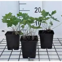 GRDplanten 6 x Geranium phaeum 'Samobor' - Storchenschnabel - Topf 9 x 9 cm