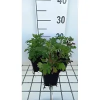 GRDplanten 6 x Chrysanthemum (rub.) 'Duchess of Edinburgh' - Chrysantheme - Topf 9 x 9 cm
