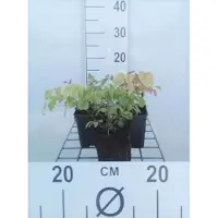 GRDplanten 6 x Epimedium grandiflorum - Elfenblume - Topf 9 x 9 cm