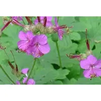 Brandless 6 x Geranium macrorrhizum - Storchschnabel - Topf 9 x 9 cm