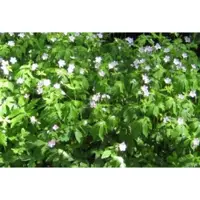 GRDplanten 6 x Geranium macul. 'Album' - Storchenschnabel - Topf 9 x 9 cm
