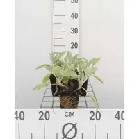 GRDplanten 6 x Stachys byz. 'Baumwolle Boll' ('sheila macqueen') - Ziest - Topf 9 x 9 cm