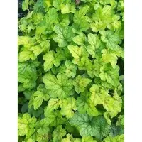 GRDplanten 6 x Tiarella cord. 'Running Tiger' - Schaumblüte - Topf 9 x 9 cm