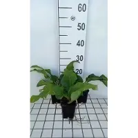 GRDplanten 6 x Silphium hybr. 'Maya' - Silphium - Topf 9 x 9 cm
