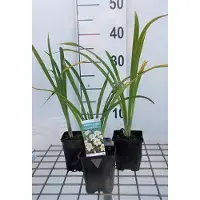 GRDplanten 6 x Hemerocallis hybr. 'Arctic Snow' - taglilie - Topf 9 x 9 cm