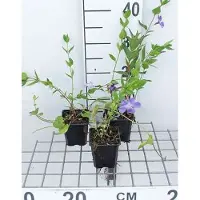 GRDplanten 12 x Vinca difformis ( acutiloba) - Immergrün - Topf 9 cm x 9 cm