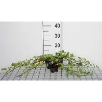 GRDplanten 12 x Hedera helix 'Shamrock' - Efeu 'Shamrock - Topf 9 cm x 9 cm