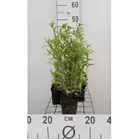GRDplanten 6 x Nepeta nervosa - Katzenminze - Topf 9 x 9 cm