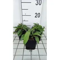 GRDplanten 6 x Succisa pratensis - Suecica - Topf 9 x 9 cm
