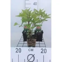 GRDplanten 6 x Eupatorium mac. 'Atropurpureum' - Wasserdost - Topf 9 x 9 cm