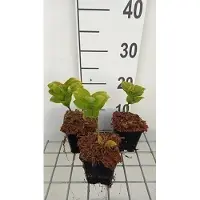 GRDplanten 6 x Polygonatum commutatum - Salomonssiegel - Topf 9 x 9 cm
