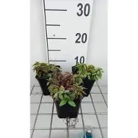 GRDplanten 6 x Lamiastrum gal. 'Herman's Pride' - Goldnessel - Topf 9 x 9 cm