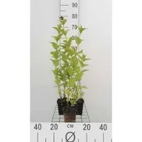 GRDplanten 6 x Nepeta subsessilis - Katzenminze - Topf 9 x 9 cm