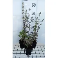 GRDplanten 6 x Nepeta cataria 'Citriodora' - Katzenminze - Topf 9 x 9 cm