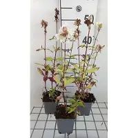 GRDplanten 6 x Saponaria off. 'Alba Plena' - Seifenkraut - Topf 9 x 9 cm